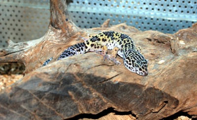 leopardigekko